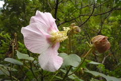 Hibiscus makinoi