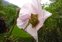Hibiscus makinoi