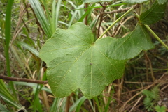 Hibiscus makinoi