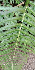 Pseudocyclosorus esquirolii