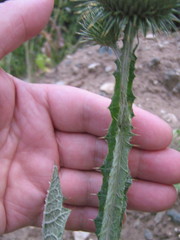 Onopordum acanthium