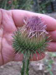 Onopordum acanthium