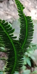 Pseudocyclosorus esquirolii