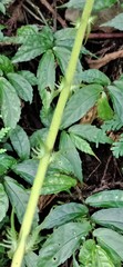 Pseudocyclosorus esquirolii