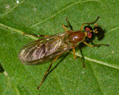 Ptecticus trivittatus