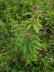 Eupatorium cannabinum