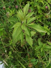 Eupatorium cannabinum