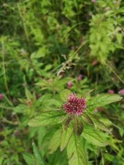 Eupatorium cannabinum