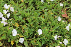 Convolvulus arvensis