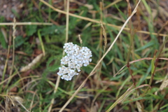 Achillea millefolium