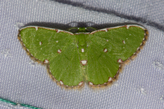 Argyrocosma inductaria