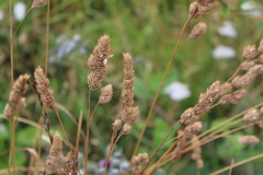 Dactylis glomerata