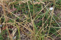 Dactylis glomerata