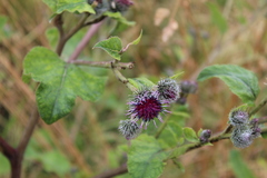 Arctium tomentosum