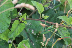 Arctium tomentosum
