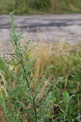 Artemisia vulgaris