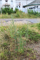Artemisia vulgaris