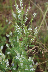 Melilotus albus