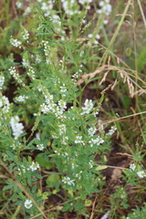Melilotus albus