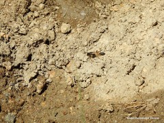 Sceliphron destillatorium