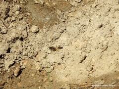 Sceliphron destillatorium