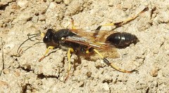 Sceliphron destillatorium