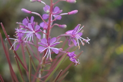 Chamaenerion angustifolium