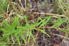 Chamaenerion angustifolium