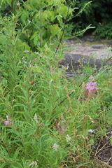 Chamaenerion angustifolium