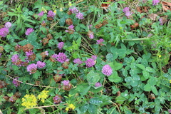 Trifolium pratense