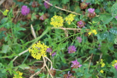 Sisymbrium loeselii