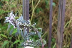 Leonurus quinquelobatus