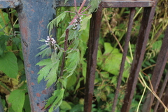 Leonurus quinquelobatus