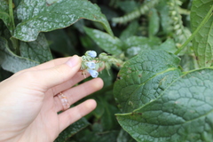 Symphytum caucasicum
