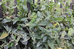 Symphytum caucasicum