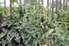 Symphytum caucasicum