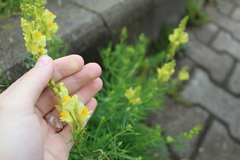 Linaria vulgaris
