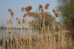 Phragmites australis
