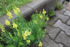 Linaria vulgaris