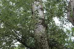 Populus alba