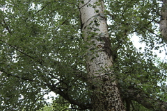Populus alba