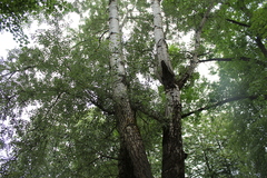 Populus alba