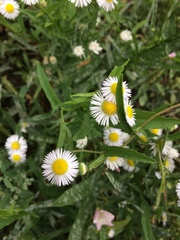 Erigeron annuus