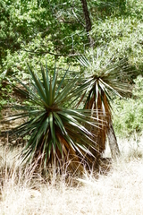Yucca schottii