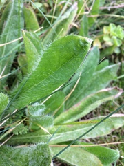 Pilosella aurantiaca