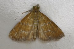 Xanthophysa psychicalis