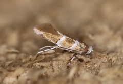 Cameraria ostryarella