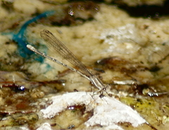 Argia hinei