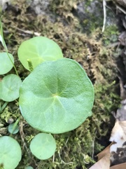 Centella asiatica