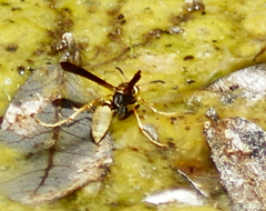 Mischocyttarus navajo